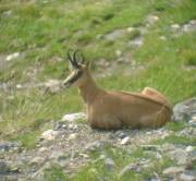 Un chamois 